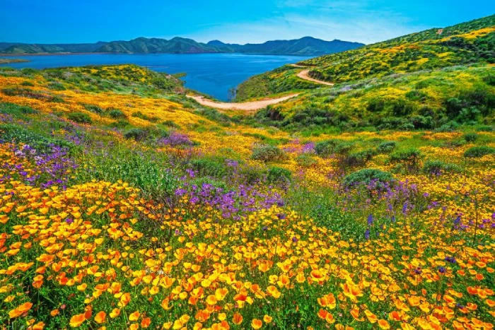 California Coastal Charm and Desert Bloom in April