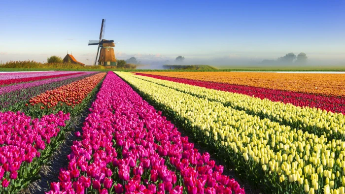 Netherland Tulip Heaven
