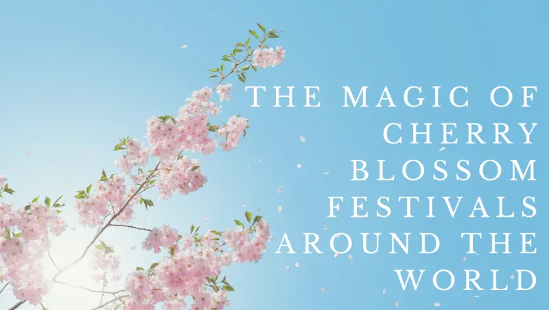 The Magic of Cherry Blossom Festivals Around the World