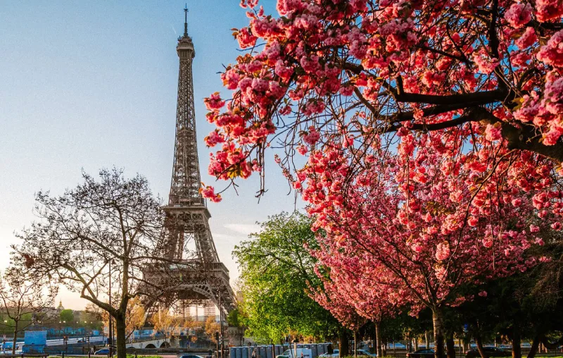 France Cherry Blossom