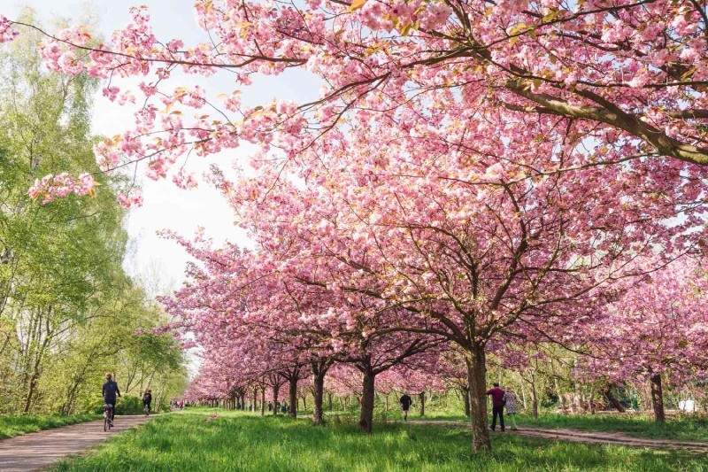 Germany Cherry Blossom