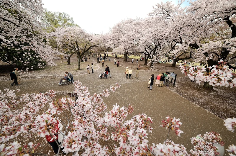 History of Cherry Blossom Festival
