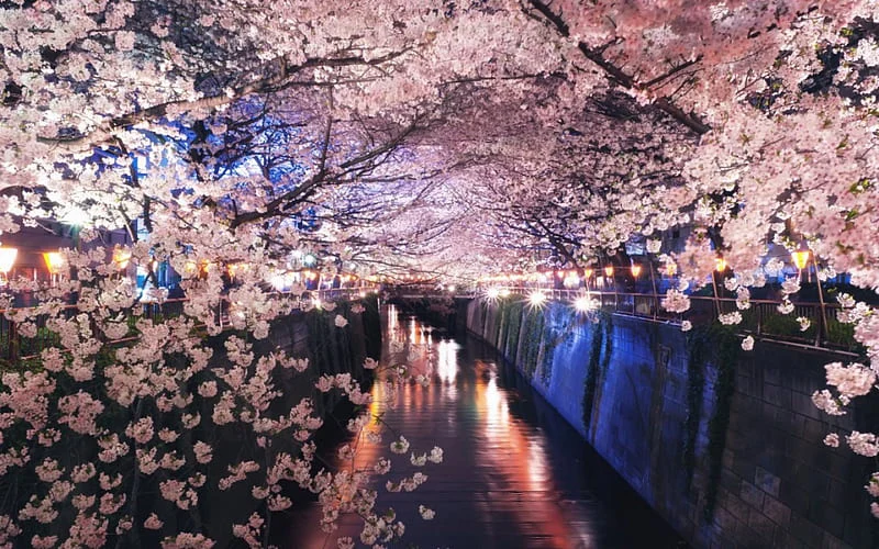 Cherry blossom festival location